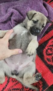 Clover a tan rescue dog | 1 dog at a time rescue UK