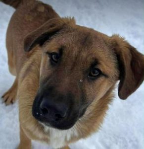 Cody a tan rescue dog | 1 dog at a time rescue UK