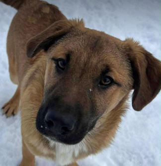 Cody a tan rescue dog | 1 dog at a time rescue UK