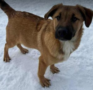 Cody a tan rescue dog | 1 dog at a time rescue UK