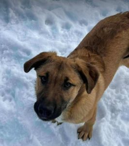 Cody a tan rescue dog | 1 dog at a time rescue UK