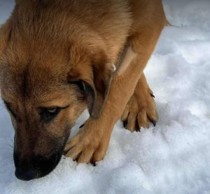 Cody a tan rescue dog | 1 dog at a time rescue UK