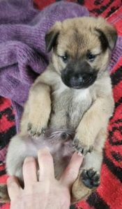 Cody a tan rescue dog | 1 dog at a time rescue UK