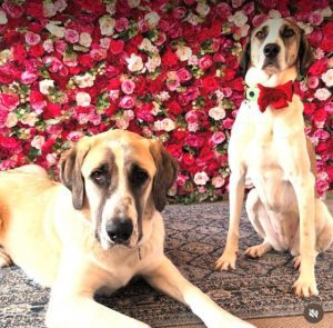 Dexter a cream rescue dog | 1 dog at a time rescue UK