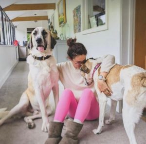 Dexter a cream rescue dog | 1 dog at a time rescue UK