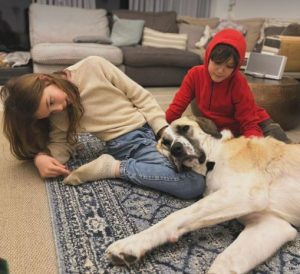 Dexter a cream rescue dog | 1 dog at a time rescue UK