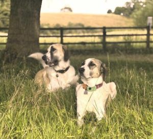 Dexter a cream rescue dog | 1 dog at a time rescue UK