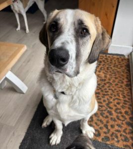 Dexter a cream rescue dog | 1 dog at a time rescue UK