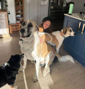 Dexter a cream rescue dog | 1 dog at a time rescue UK