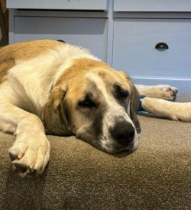 Dexter a cream rescue dog | 1 dog at a time rescue UK