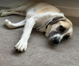 Dexter a cream rescue dog | 1 dog at a time rescue UK