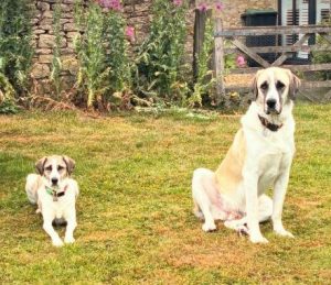 Dexter a cream rescue dog | 1 dog at a time rescue UK