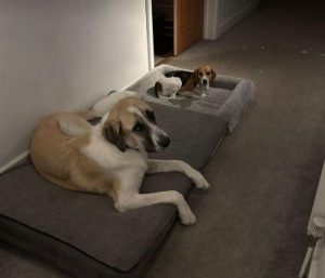 Dexter a cream rescue dog | 1 dog at a time rescue UK