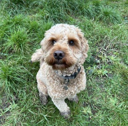 Jack a fawn rescue dog | 1 dog at a time rescue UK