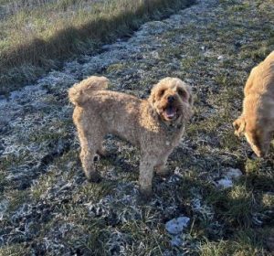 Jack a fawn rescue dog | 1 dog at a time rescue UK