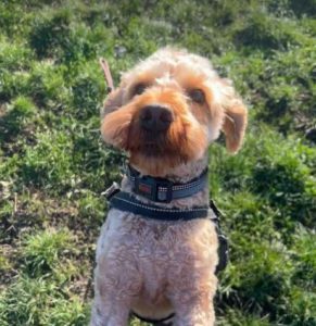 Jack a fawn rescue dog | 1 dog at a time rescue UK