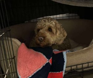 Jack a fawn rescue dog | 1 dog at a time rescue UK