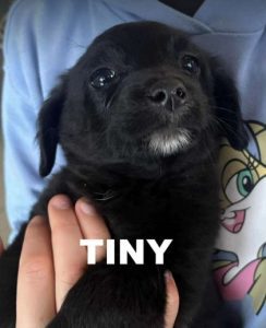 Tiny a black rescue dog | 1 dog at a time rescue UK