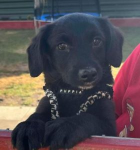 Tiny a black rescue dog | 1 dog at a time rescue UK