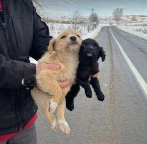 Tiny a black rescue dog | 1 dog at a time rescue UK