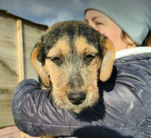 Alice a brown and black rescue dog | 1 dog at a time rescue UK