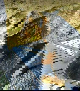 Alice a brown and black rescue dog | 1 dog at a time rescue UK