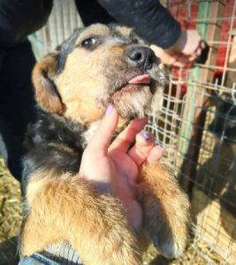 Alice a brown and black rescue dog | 1 dog at a time rescue UK