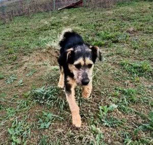 Alice a brown and black rescue dog | 1 dog at a time rescue UK