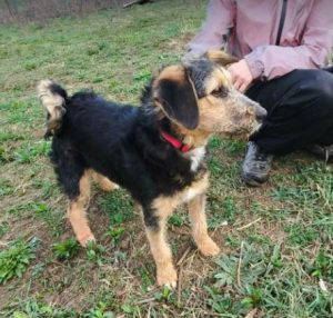 Alice a brown and black rescue dog | 1 dog at a time rescue UK