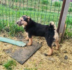 Alice a brown and black rescue dog | 1 dog at a time rescue UK