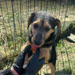 Alice a brown and black rescue dog | 1 dog at a time rescue UK