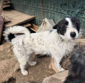 Annie a white and black rescue dog | 1 dog at a time rescue UK