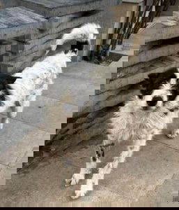 Annie a white and black rescue dog | 1 dog at a time rescue UK