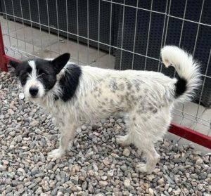 Annie a white and black rescue dog | 1 dog at a time rescue UK