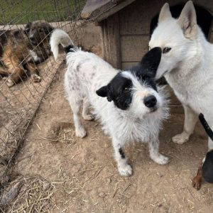 Annie a white and black rescue dog | 1 dog at a time rescue UK