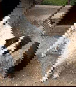 Annie a white and black rescue dog | 1 dog at a time rescue UK