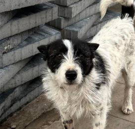 Annie a white and black rescue dog | 1 dog at a time rescue UK