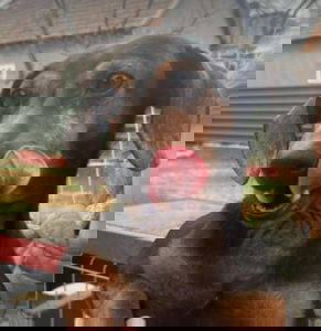 Cherry a black and brown rescue dog | 1 dog at a time rescue UK