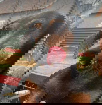 Cherry a black and brown rescue dog | 1 dog at a time rescue UK