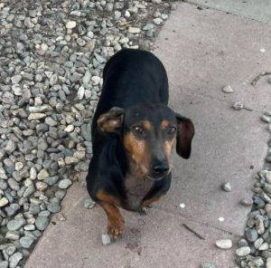 Cherry a black and brown rescue dog | 1 dog at a time rescue UK