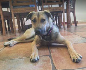 Clover a tan rescue dog | 1 dog at a time rescue UK