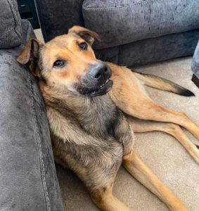 Clover a tan rescue dog | 1 dog at a time rescue UK