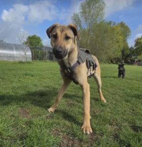 Clover a tan rescue dog | 1 dog at a time rescue UK