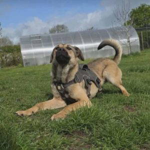 Clover a tan rescue dog | 1 dog at a time rescue UK