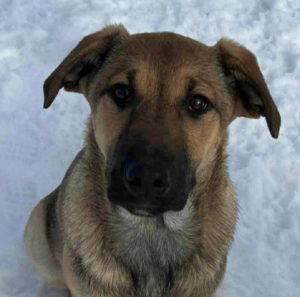Clover a tan rescue dog | 1 dog at a time rescue UK