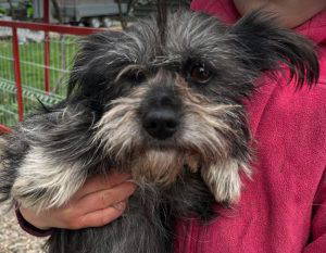 Danni a grey rescue dog | 1 dog at a time rescue UK