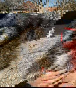 Danni a grey rescue dog | 1 dog at a time rescue UK