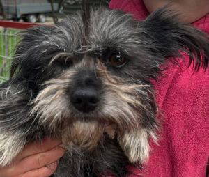 Danni a grey rescue dog | 1 dog at a time rescue UK