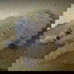 Libby a white rescue dog | 1 dog at a time rescue UK