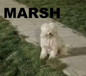 Marsh a white rescue dog | 1 dog at a time rescue UK